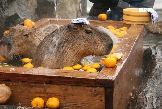 kapibara4